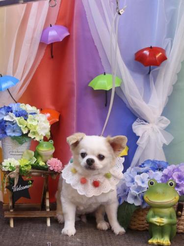 20230616風太くん